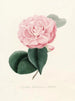 Iconography of the Camellia Genre Pl020 - Lorenzo Bartolini — artwork view
