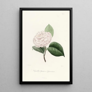 Lorenzo Berlse - Iconographie du genre Camellia Pl022.webp