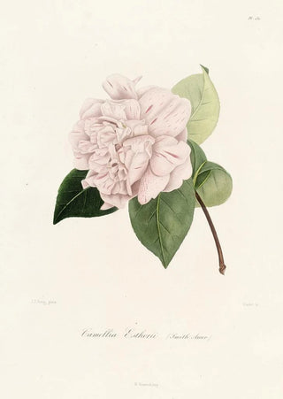 Lorenzo Berlse - Iconographie du genre Camellia Pl031.webp