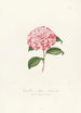 Iconographie du genre Camellia Pl040 - Lorenzo Bartolini — weergave van het kunstwerk