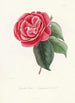 Iconographie du genre Camellia Pl047 - Lorenzo Bartolini — weergave van het kunstwerk