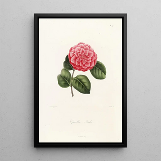 Lorenzo Berlse - Iconographie du genre Camellia Pl049.webp
