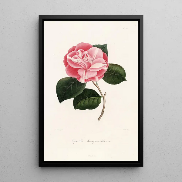 Lorenzo Berlse - Iconographie du genre Camellia Pl054.webp