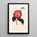 Iconographie du genre Camellia Pl056 - Lorenzo Bartolini — ingelijst kunstwerk aan de muur