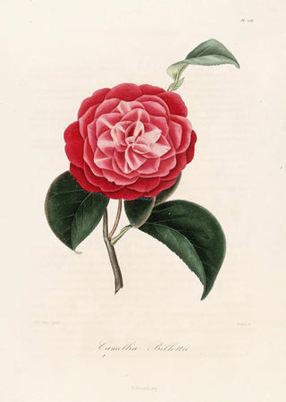 Lorenzo Berlse - Iconographie du genre Camellia Pl056.webp
