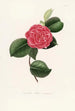 Iconographie du genre Camellia Pl057 - Lorenzo Bartolini — weergave van het kunstwerk