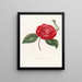 Iconografie van het genre Camellia Pl062 - Lorenzo Bartolini — ingelijst kunstwerk aan de muur
