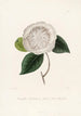 Iconographie du genre Camellia Pl065 - Lorenzo Bartolini — weergave van het kunstwerk