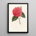 Iconographie du genre Camellia Pl067 - Lorenzo Bartolini — ingelijst kunstwerk aan de muur