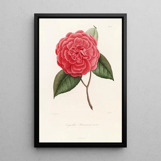 Lorenzo Berlse - Iconographie du genre Camellia Pl067.webp