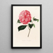 Iconographie du genre Camellia Pl068 - Lorenzo Bartolini — ingelijst kunstwerk aan de muur