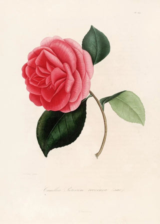 Lorenzo Berlse - Iconographie du genre Camellia Pl069.webp