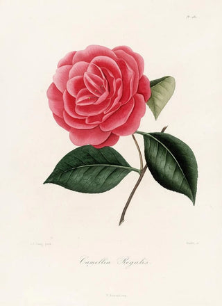 Lorenzo Berlse - Iconographie du genre Camellia Pl080.webp