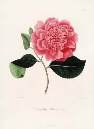 Lorenzo Berlse - Iconographie du genre Camellia Pl081.webp