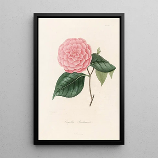 Lorenzo Berlse - Iconographie du genre Camellia Pl087.webp