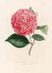 Iconographie du genre Camellia Pl089 - Lorenzo Bartolini — weergave van het kunstwerk
