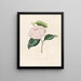 Iconografie van het Camellia-genre Pl100 - Lorenzo Bartolini — ingelijst kunstwerk aan de muur