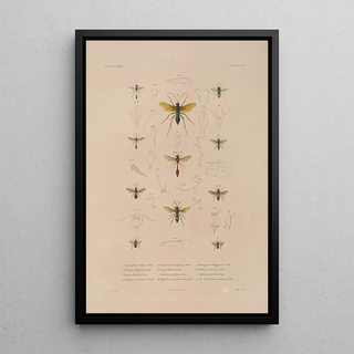 LouisIsidore Duperrey - Voyage autour du monde Pl074.webp