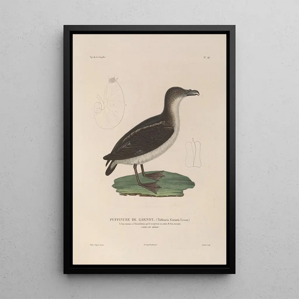 LouisIsidore Duperrey - Voyage autour du monde Pl152.webp
