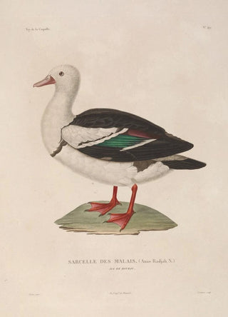 LouisIsidore Duperrey - Voyage autour du monde Pl155.webp