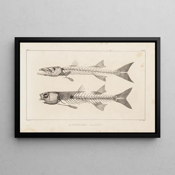 Louis Agassiz - Recherches sur les poissons fossiles Pl007.webp