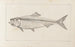 Recherches sur les poissons fossiles Pl012 - Louis Agassiz — weergave van het kunstwerk