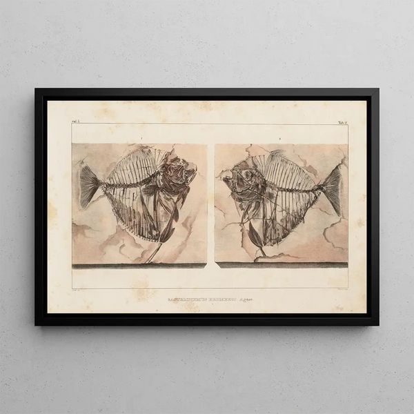 Louis Agassiz - Recherches sur les poissons fossiles Pl015.webp