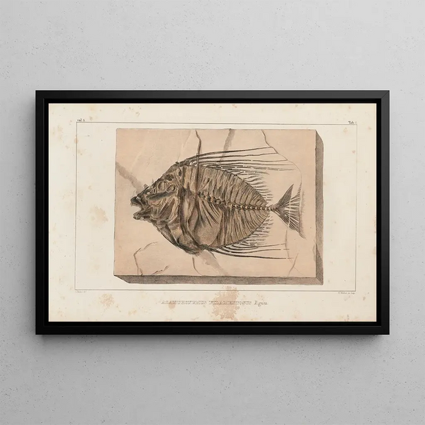 Louis Agassiz - Recherches sur les poissons fossiles Pl017.webp