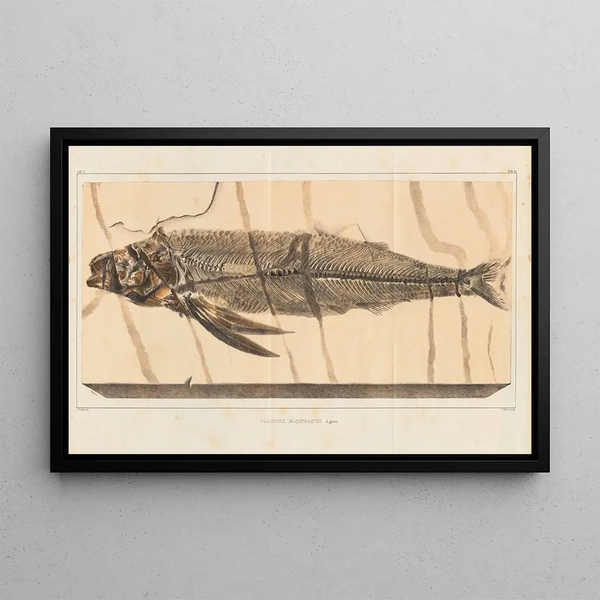 Louis Agassiz - Recherches sur les poissons fossiles Pl028.webp