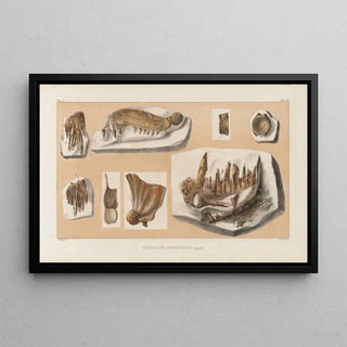 Louis Agassiz - Recherches sur les poissons fossiles Pl042.webp
