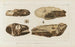 Recherches sur les poissons fossiles Pl044 - Louis Agassiz — artwork view