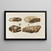Recherches sur les poissons fossiles Pl044 - Louis Agassiz — framed artwork on a wall