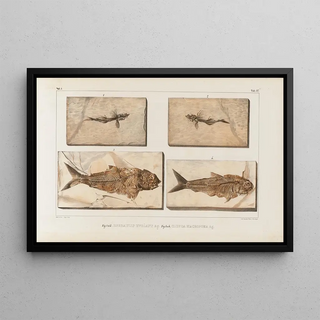 Louis Agassiz - Recherches sur les poissons fossiles Pl059.webp