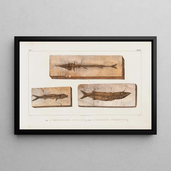 Louis Agassiz - Recherches sur les poissons fossiles Pl060.webp