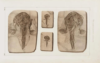 Louis Agassiz - Recherches sur les poissons fossiles Pl062.webp