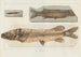 Recherches sur les poissons fossiles, Pl064 - Louis Agassiz — artwork view
