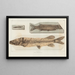 Recherches sur les poissons fossiles, Pl064 - Louis Agassiz — framed artwork on a wall