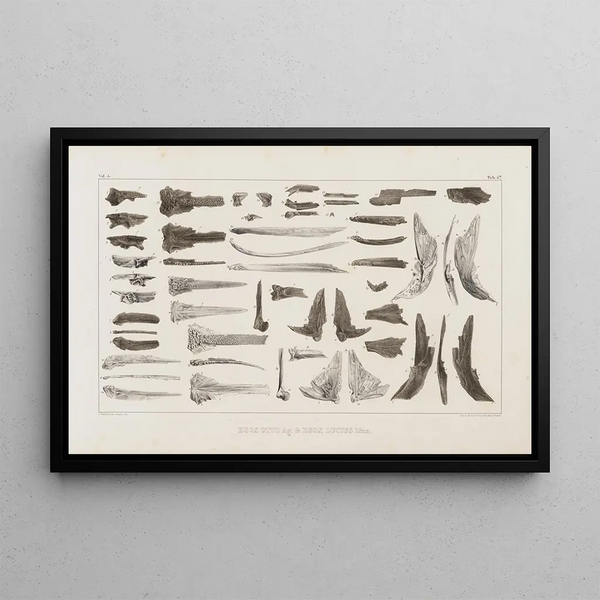 Louis Agassiz - Recherches sur les poissons fossiles Pl069.webp