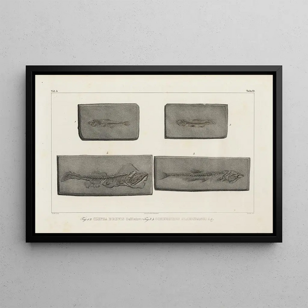 Louis Agassiz - Recherches sur les poissons fossiles Pl090.webp