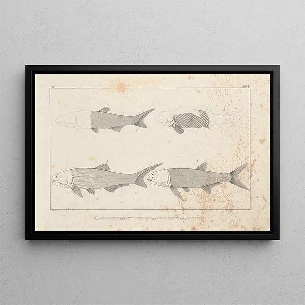 Louis Agassiz - Recherches sur les poissons fossiles Pl096.webp