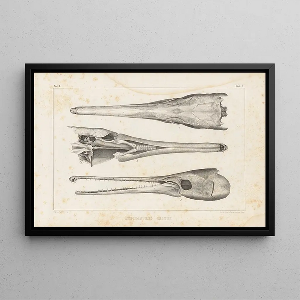 Louis Agassiz - Recherches sur les poissons fossiles Pl105.webp