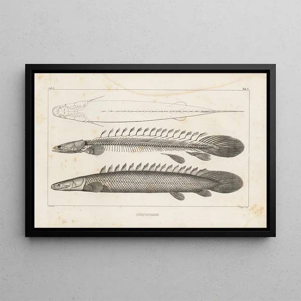 Louis Agassiz - Recherches sur les poissons fossiles Pl107.webp