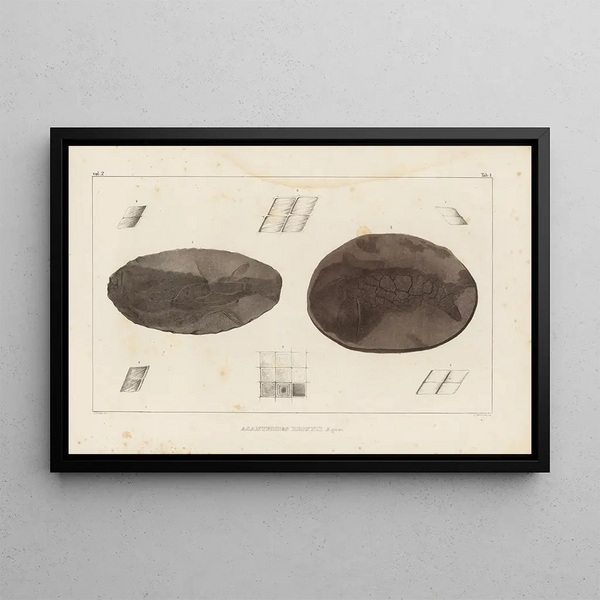 Louis Agassiz - Recherches sur les poissons fossiles Pl115.webp