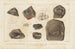 Recherches sur les poissons fossiles Pl117 - Louis Agassiz — artwork view