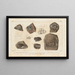 Recherches sur les poissons fossiles Pl117 - Louis Agassiz — framed artwork on a wall