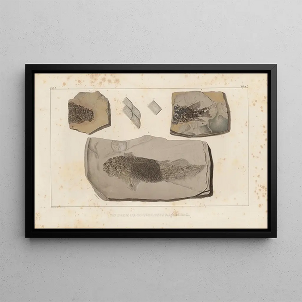 Louis Agassiz - Recherches sur les poissons fossiles Pl122.webp