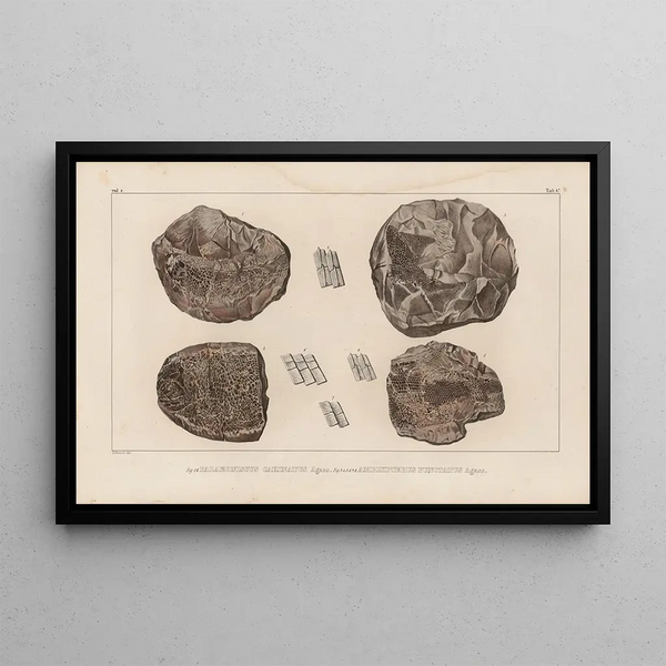 Louis Agassiz - Recherches sur les poissons fossiles Pl129.webp