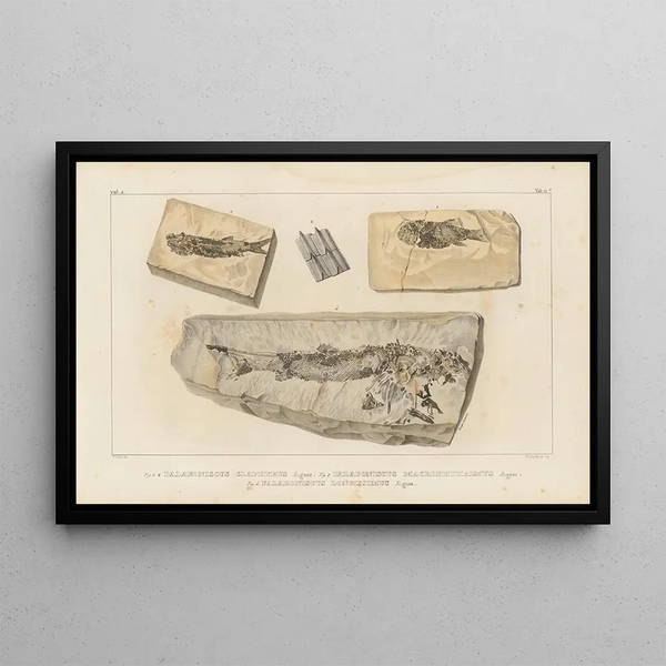 Louis Agassiz - Recherches sur les poissons fossiles Pl138.webp