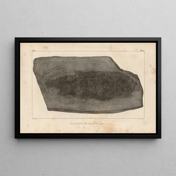Louis Agassiz - Recherches sur les poissons fossiles Pl142.webp