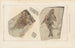 Recherches sur les Poissons Fossiles Pl144 - Louis Agassiz — weergave van het kunstwerk